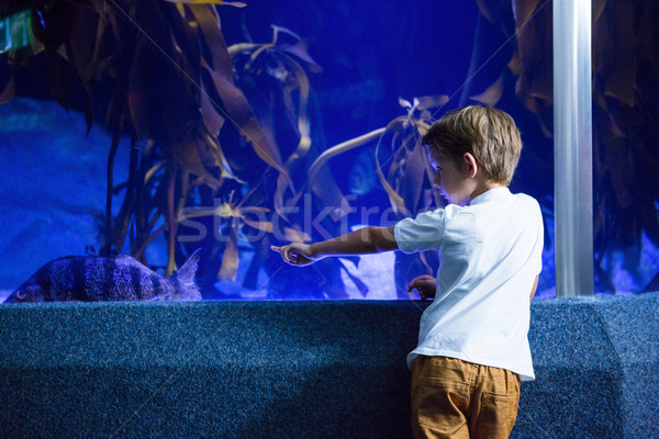 Young man focusing a big fish in a tank  Stock photo © wavebreak_media