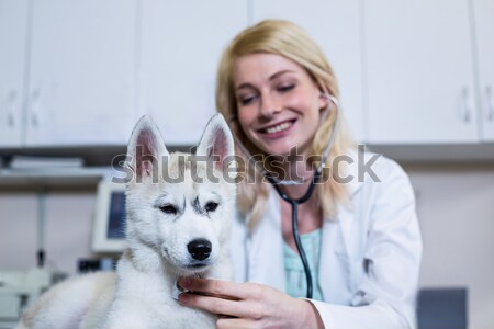 Portrait of woman vet examining a cute puppy  Stock photo © wavebreak_media