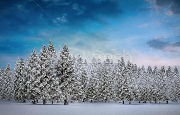 Stock photo: Fir tree forest in snowy landscape