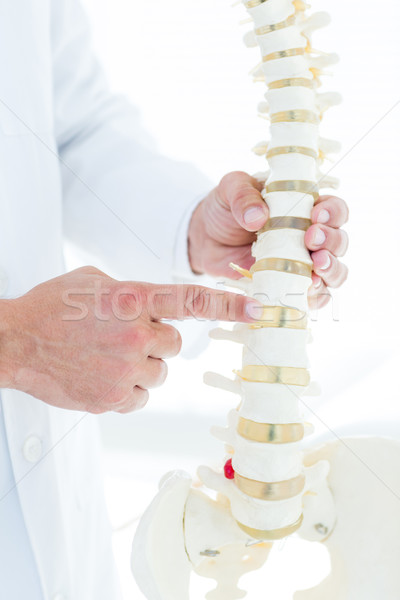 Arzt Hinweis anatomischen Wirbelsäule Klinik Büro Stock foto © wavebreak_media