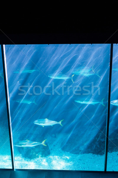 Chambre poissons réservoir aquarium nature mer [[stock_photo]] © wavebreak_media