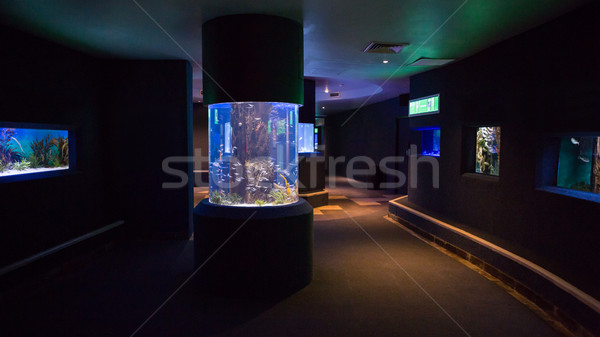 Lit up fish tanks Stock photo © wavebreak_media