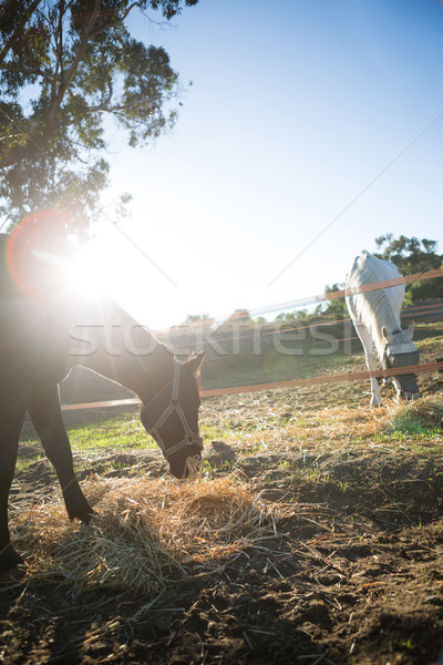 Horse grazing dry straw in ranch Stock photo © wavebreak_media