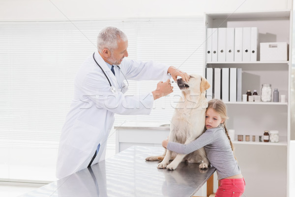 [[stock_photo]]: Vétérinaire · chien · nerveux · propriétaire · médicaux