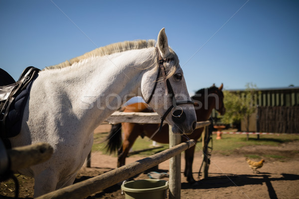 Fehér ló áll ranch napos idő jókedv dzsúz Stock fotó © wavebreak_media