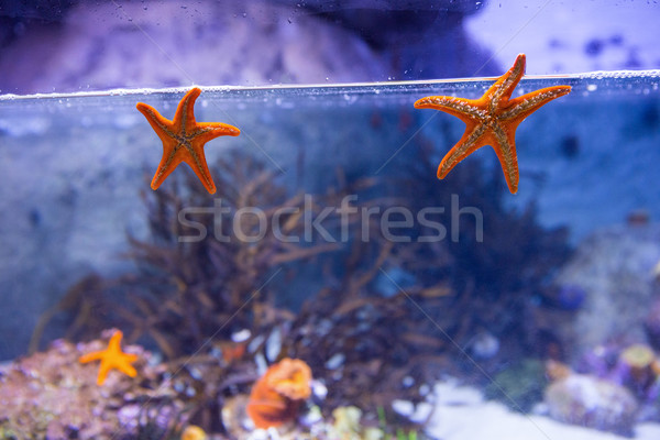 Kettő tengeri csillag lebeg tank korall akvárium Stock fotó © wavebreak_media