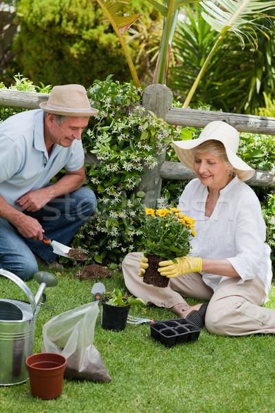 Maturité couple travail jardin femme homme [[stock_photo]] © wavebreak_media