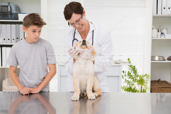 Smiling vet examining a dog with its owner Stock photo © wavebreak_media