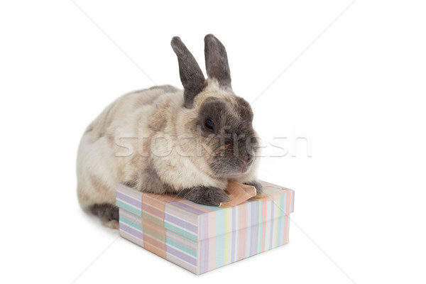 Fluffy bunny Geschenkbox weiß Ostern Kaninchen Stock foto © wavebreak_media