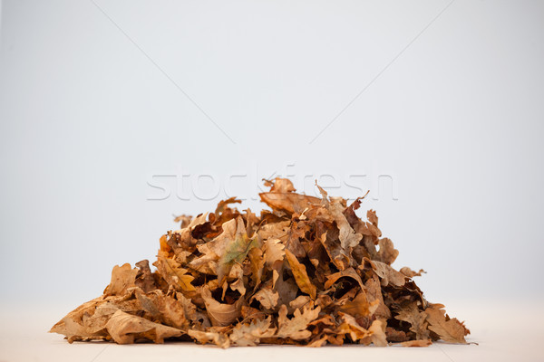 Pile of autumn leaves Stock photo © wavebreak_media