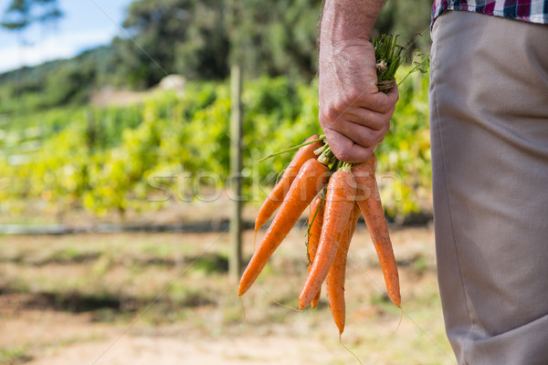 Foto stock: Jeans · cenouras · campo · negócio