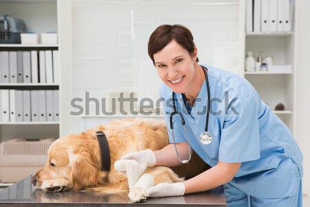 Stockfoto: Portret · vrouw · dierenarts · onderzoeken · kat · chirurgie