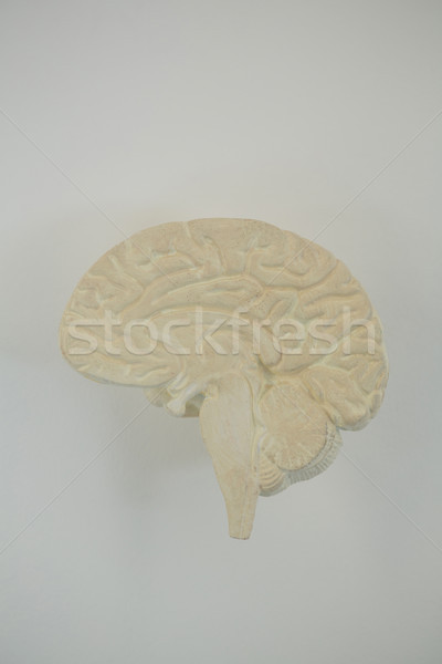 Close-up of human brain Stock photo © wavebreak_media