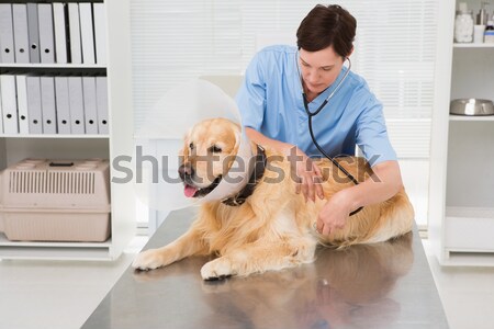 Foto stock: Feliz · veterinario · labrador · mujer · médicos · nino