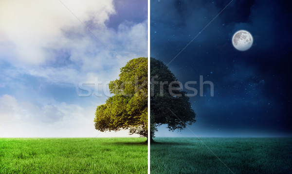 Night and day scene with tree Stock photo © wavebreak_media