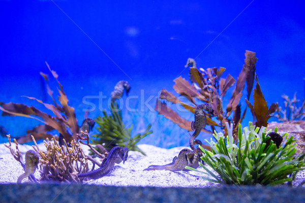 Leão-marinho flutuante tanque natureza mar azul Foto stock © wavebreak_media