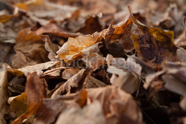 Close-up of autumn leaves Stock photo © wavebreak_media