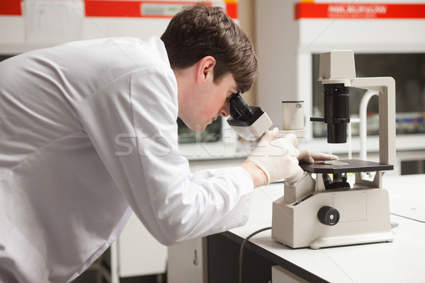 Jeunes science étudiant regarder microscope laboratoire [[stock_photo]] © wavebreak_media