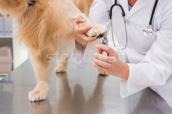 Vet using nail clipper on a labrador Stock photo © wavebreak_media