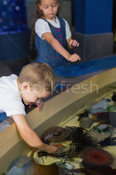 Stock photo: Little siblings looking at fish tank