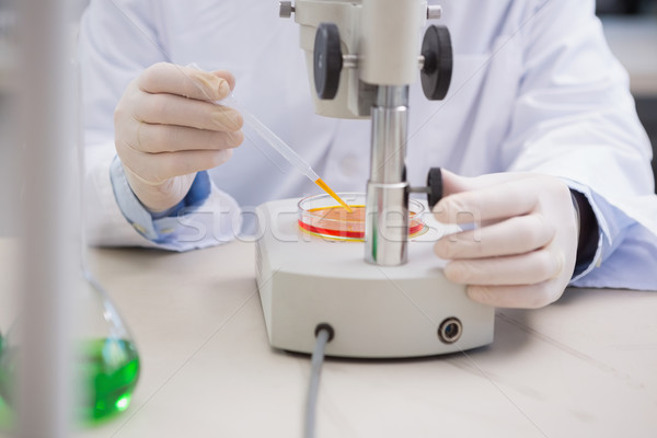 Stock photo: Scientist examining petri dish with microscope 