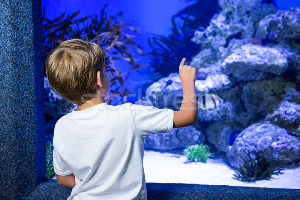 Jeune homme pointant pierre réservoir aquarium nature [[stock_photo]] © wavebreak_media