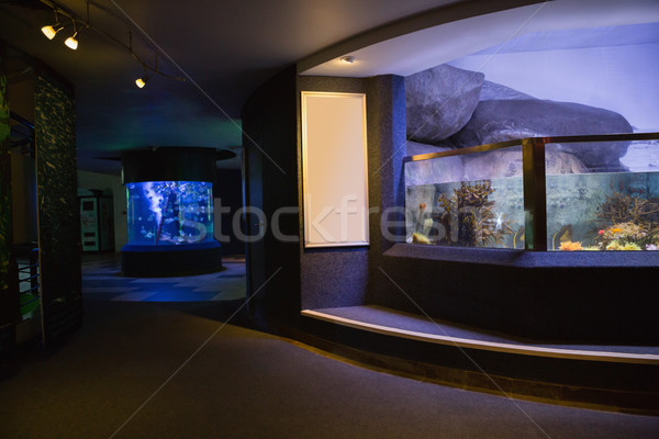 Up pesce serbatoio acquario mare blu Foto d'archivio © wavebreak_media