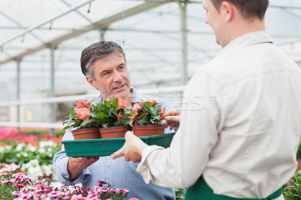 ストックフォト: 花屋 · 男 · トレイ · 植物 · 温室 · 笑顔