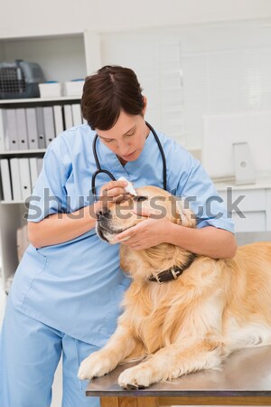 Portrait of woman vet examining cats ears Stock photo © wavebreak_media