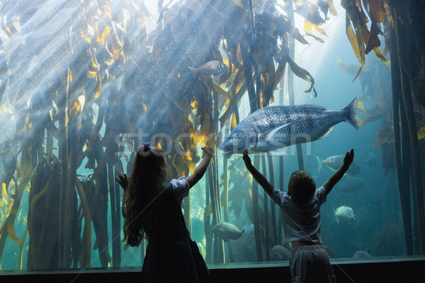 Wenig Geschwister schauen Fisch Tank Aquarium Stock foto © wavebreak_media
