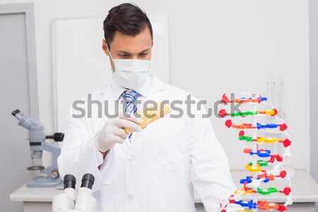科学 トウモロコシ 手袋 マスク 室 ストックフォト © wavebreak_media