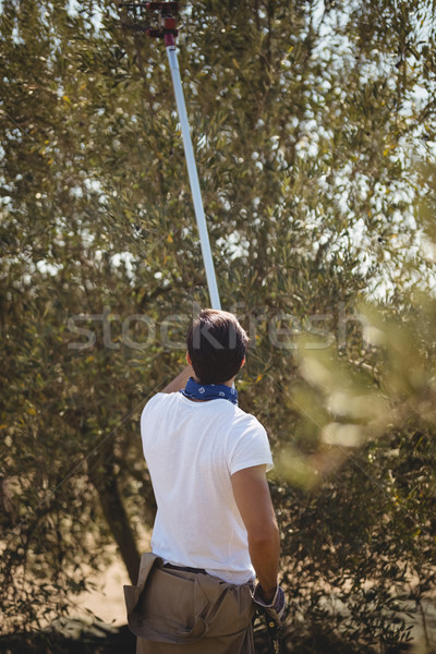 Rear view of young man using olive rake Stock photo © wavebreak_media