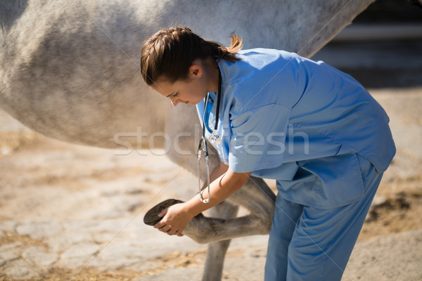 Side view of female vet examining horse hoof Stock photo © wavebreak_media