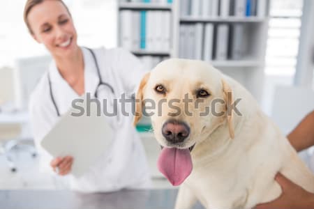 Hombre veterinario pata perro médicos Foto stock © wavebreak_media