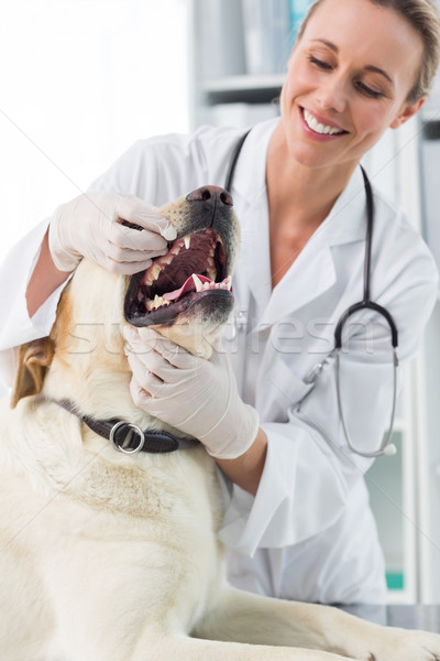 Veterinario examinar dientes perro sonriendo femenino Foto stock © wavebreak_media