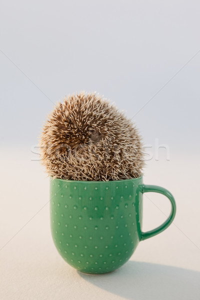 Close-up of porcupine in mug Stock photo © wavebreak_media