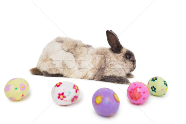 Fluffy bunny with Easter eggs on white background Stock photo © wavebreak_media