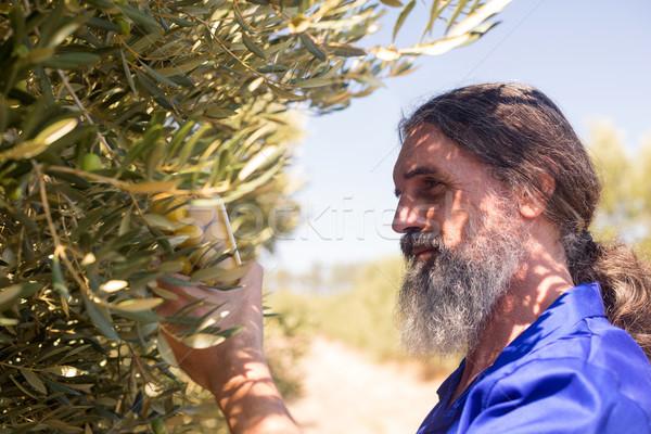 Man examining pickled olive in farm Stock photo © wavebreak_media