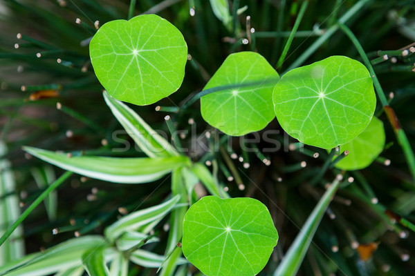 Laisse feuilles vertes sexy vert communication Photo stock © wavebreak_media