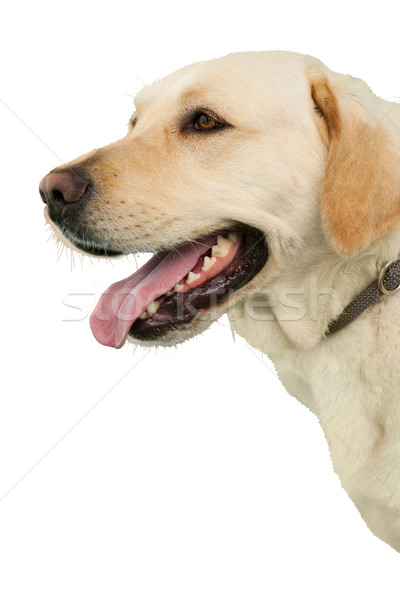 Cute labrador dog  Stock photo © wavebreak_media