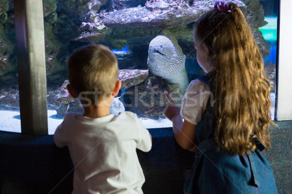 Foto stock: Pequeno · irmãos · olhando · peixe · tanque · aquário