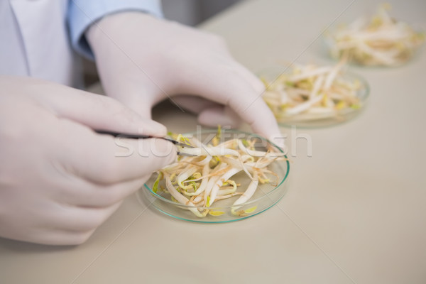 Scientist examining seeds of soya  Stock photo © wavebreak_media