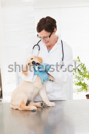 Veterinarian examining a cute dog Stock photo © wavebreak_media