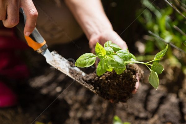 [[stock_photo]]: Femme · gaules · jardin