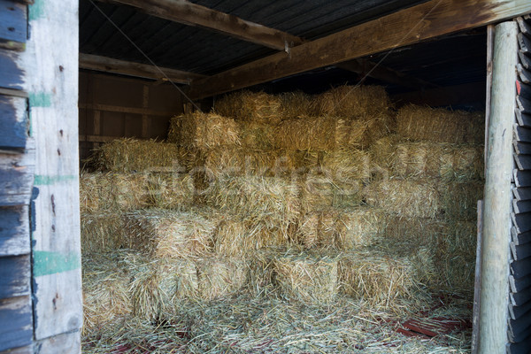 сено сарай ранчо древесины счастливым Сток-фото © wavebreak_media