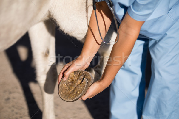 женщины ветеринар лошади женщину медицинской Сток-фото © wavebreak_media