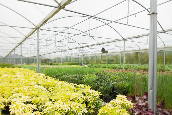 Interior of nursery greenhouse Stock photo © wavebreak_media