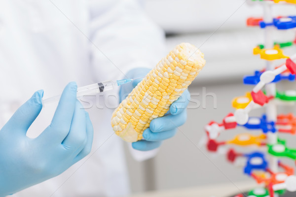 Biologist examining corn with syringe Stock photo © wavebreak_media