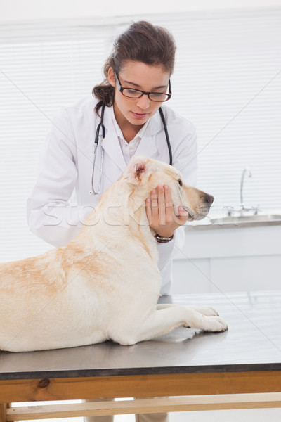 Veterinarian examining a cute labrador Stock photo © wavebreak_media
