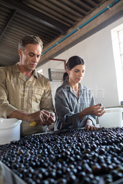 Foto stock: Trabajadores · aceitunas · fábrica · atento · hombre · frutas